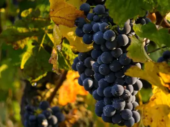 rote Weintrauben an der Rebe